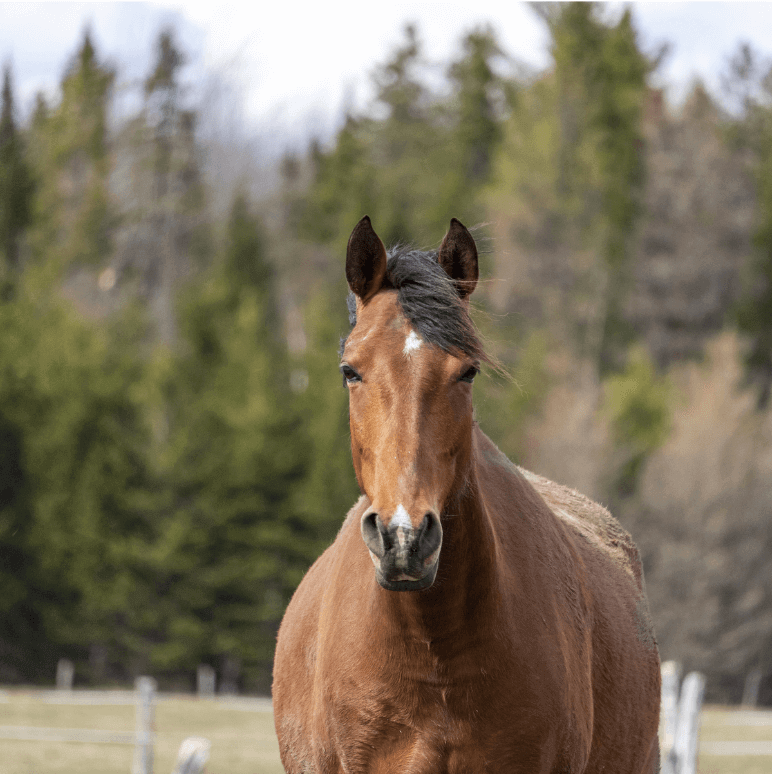 Horse Riding lesson in New-Brunswick
